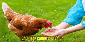 Cách nạp carbo cho gà đá