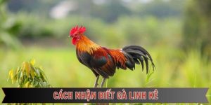 Cách Nhận Biết Gà Linh Kê