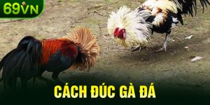 Cách Đúc Gà Đá