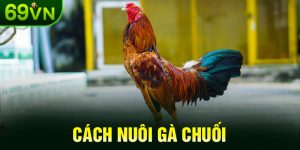 Cách nuôi gà chuối
