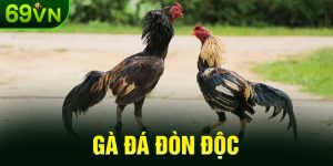 Gà đá đòn độc