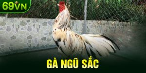 Gà Ngũ Sắc