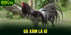 Gà Xám Là Gì