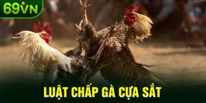 Luật Chấp Gà Cựa Sắt