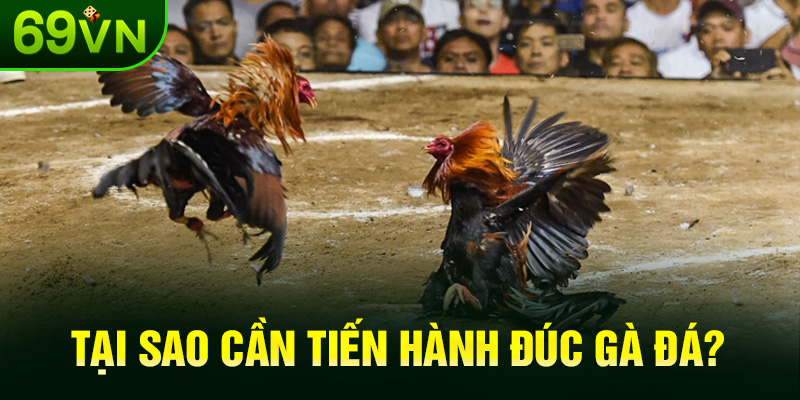Tại sao cần tiến hành đúc gà đá?