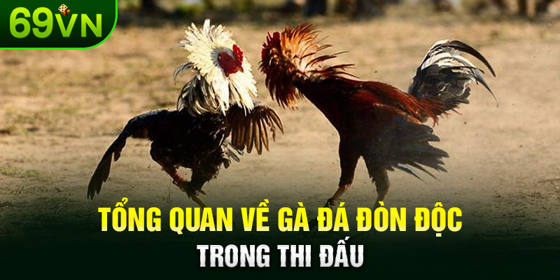 Tổng quan về gà đá đòn độc trong thi đấu